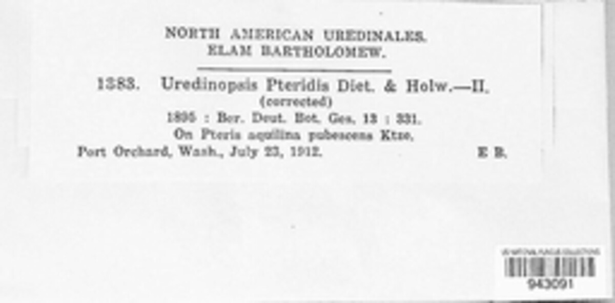 Uredinopsis pteridis image